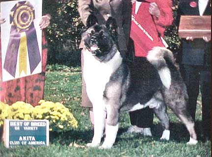 CH Regalias Darq Wolf